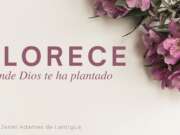 Florece donde Dios te ha plantado